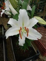 [4361 White Shores GA No02.JPG]